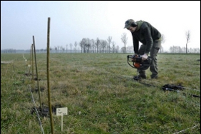 Anlage von einem Sortenversuch auf Grünland, Pflanzung von Steckruten per Erdbohrer