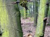 Baum-Spinne