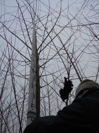 Studentin beim Messen der Baumhöhe auf der Versuchsfläche Schönholz, Landkreis Barnim